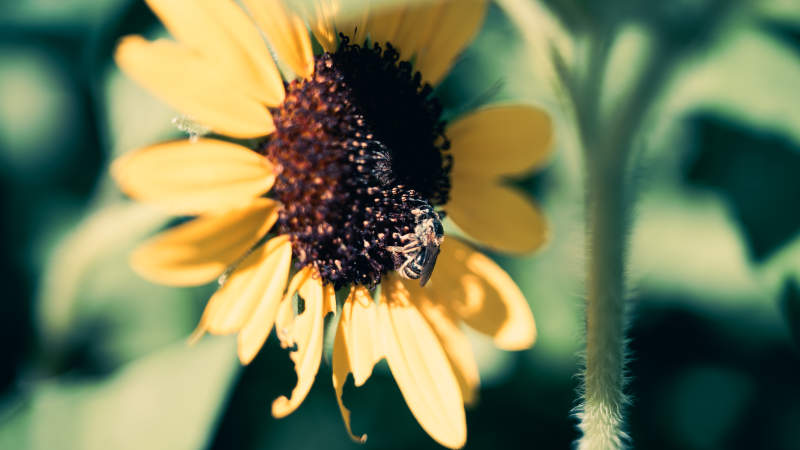 向日葵上的蜜蜂图片