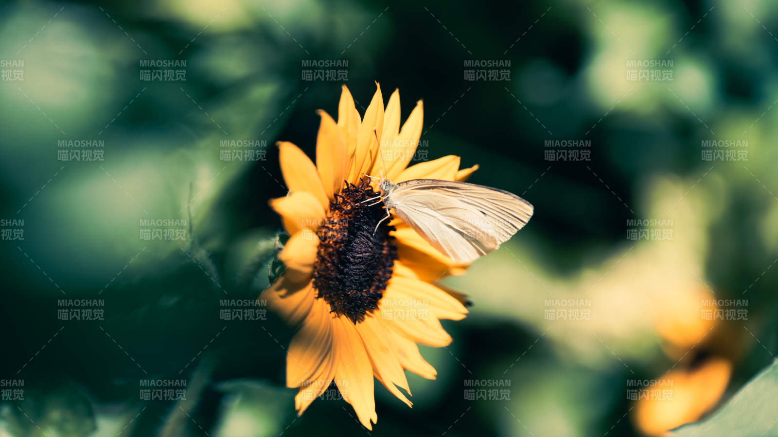 蝴蝶停驻向日葵上图片
