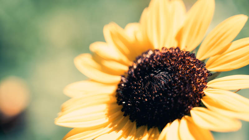 向日葵的温暖微笑图片