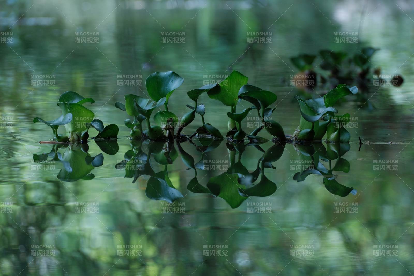 水面上的绿叶倒影图片