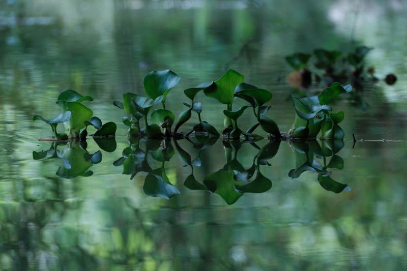 水面上的绿叶倒影图片