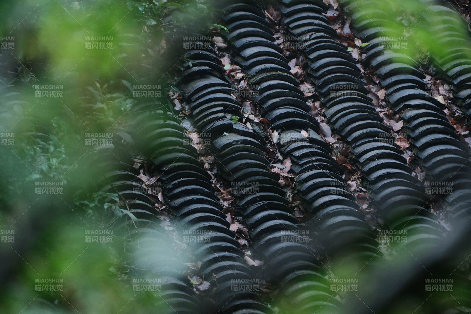 绿叶掩映下的瓦片屋顶图片