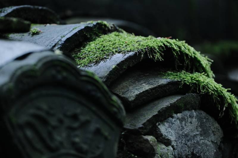青苔覆盖的古老瓦片图片