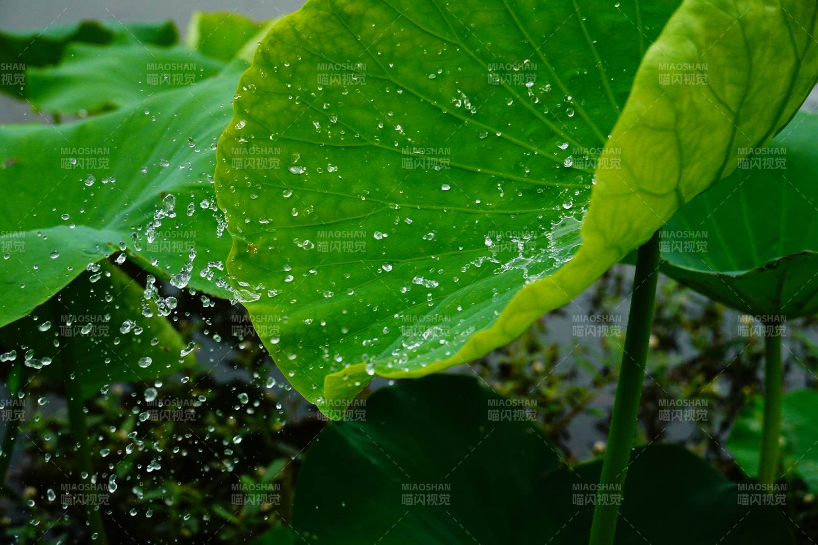 雨滴轻落荷叶上图片