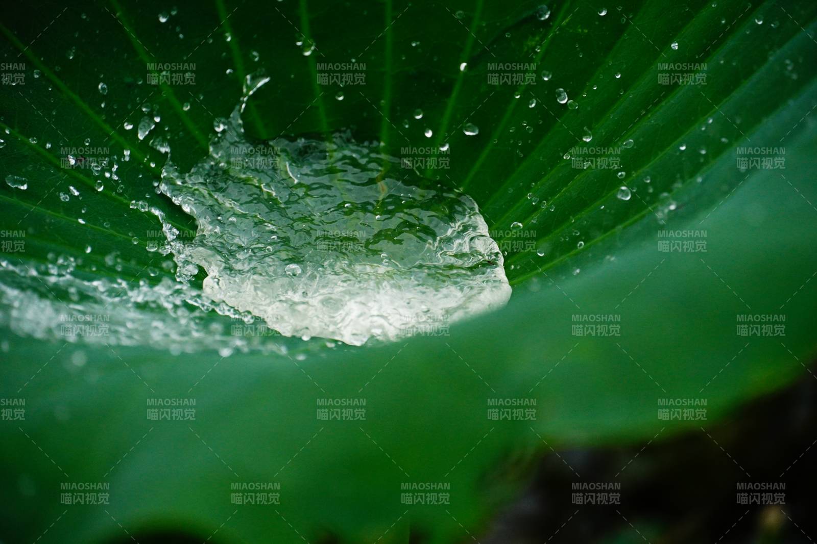 荷叶上的水珠晶莹剔透图片