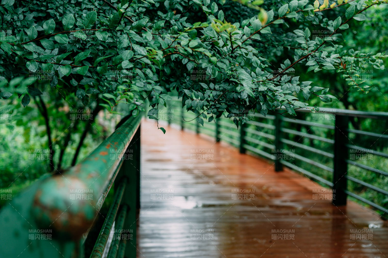 雨后桥上绿意盎然图片