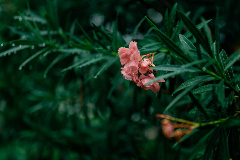 雨后粉花绿叶静谧景图片