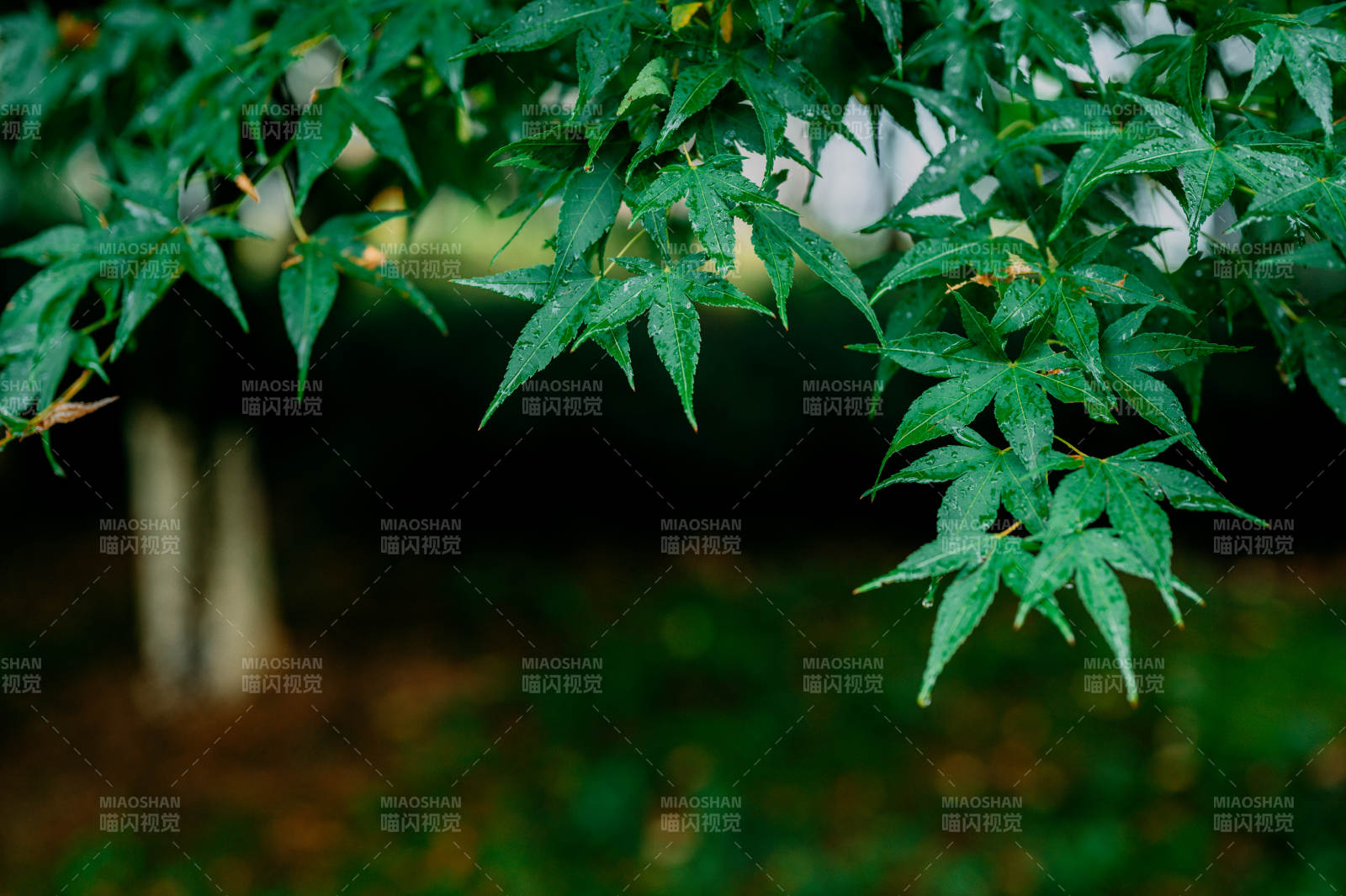 绿叶映衬自然之美图片