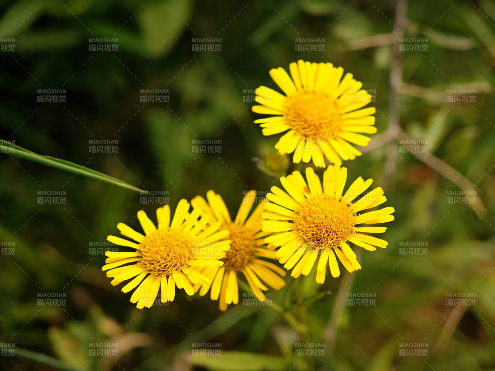 野地黄花绽放图片