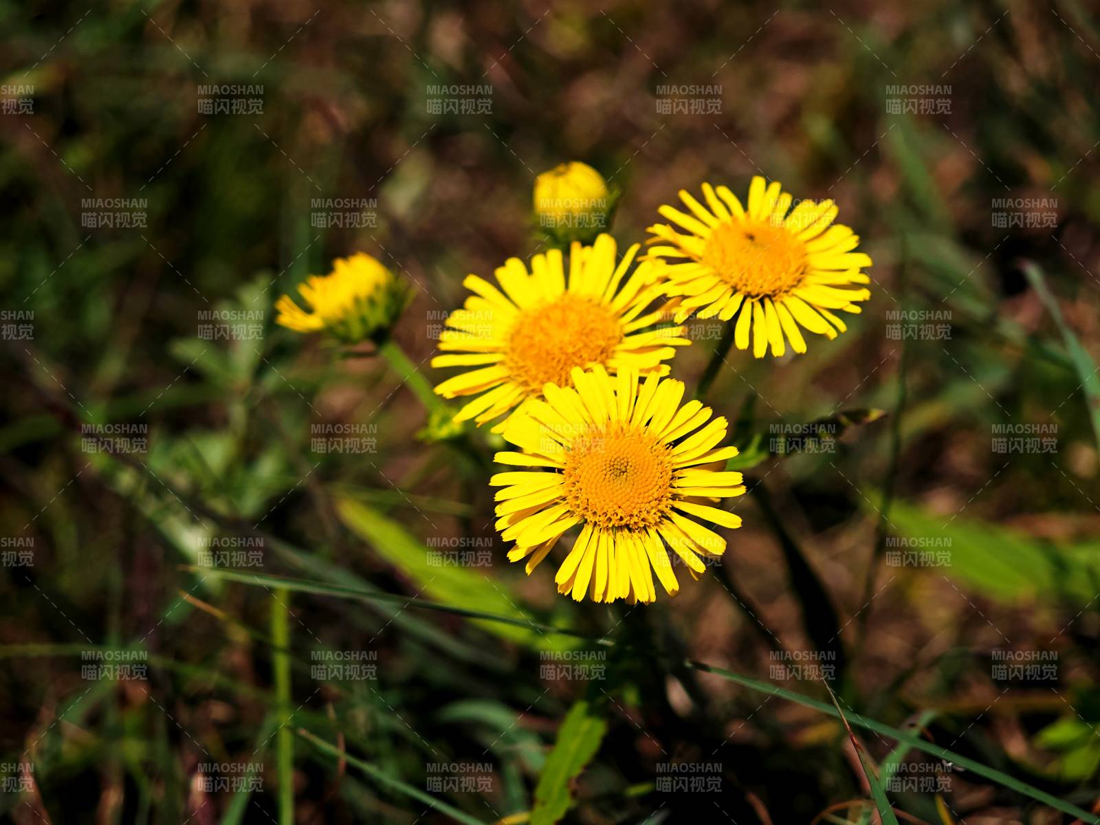 野地黄花绽放图片