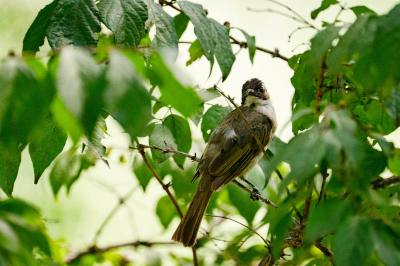 绿叶丛中的白头鹎图片