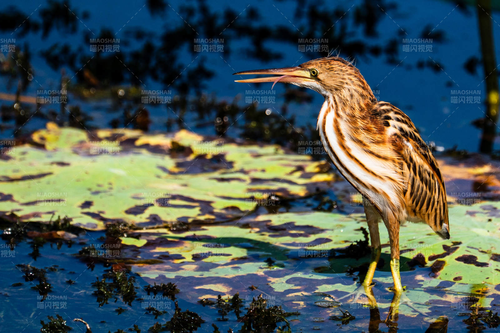 苇鳽在水边觅食图片