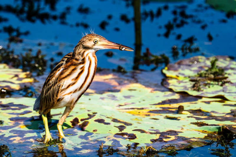 黄苇鳽中的小鹭鸟图片