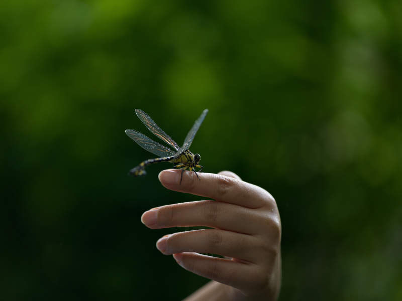 蜻蜓停在手指上图片
