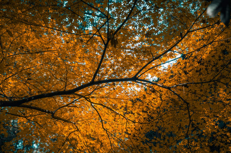 秋日树影 金黄交织图片