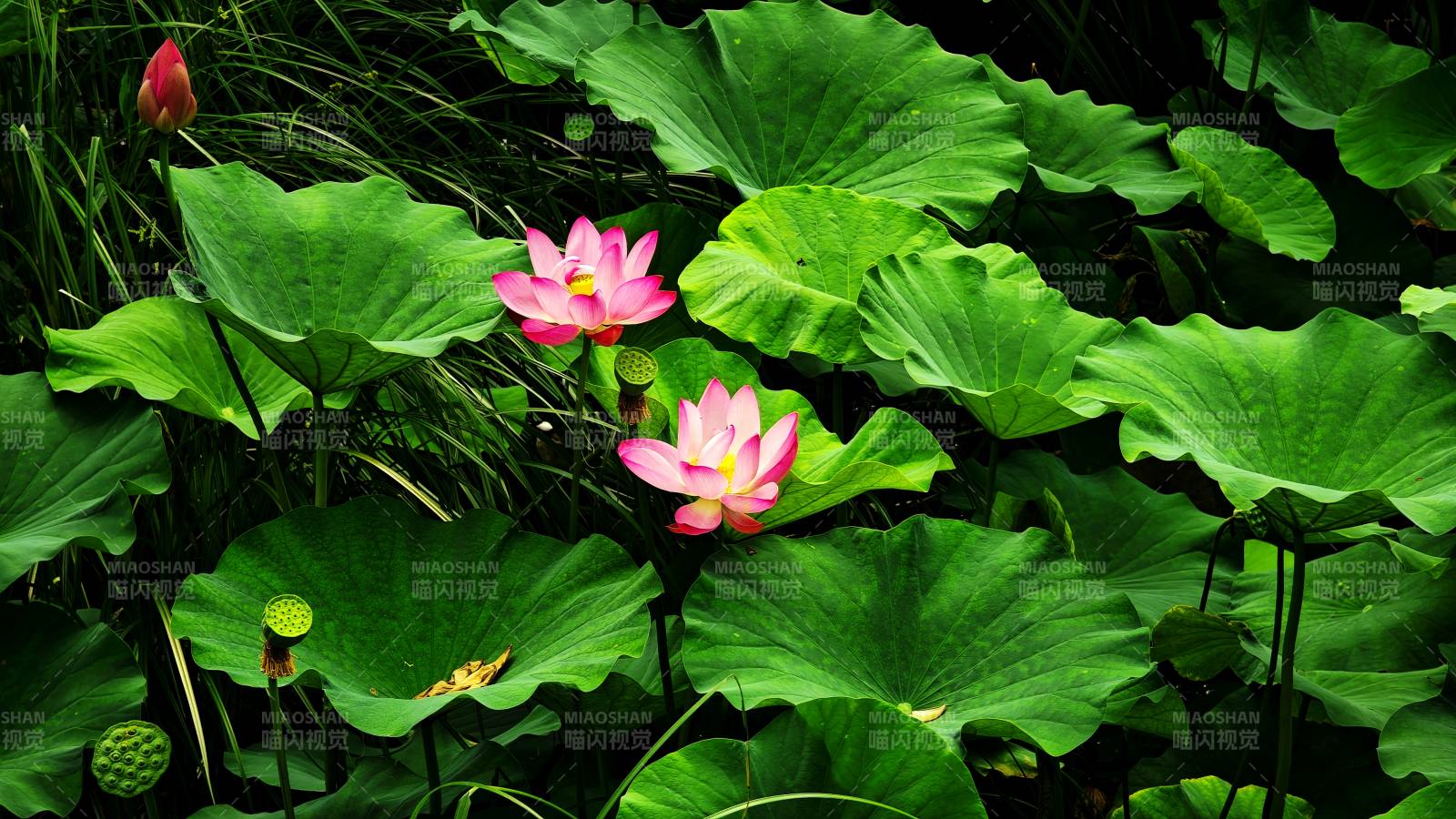 荷塘盛开的莲花图片