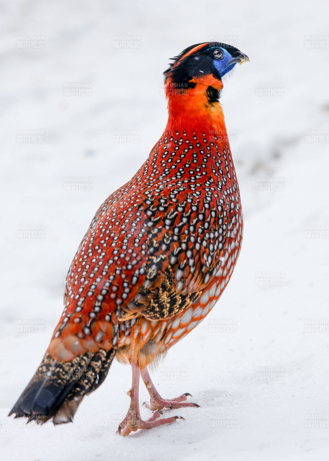 雪地中的红腹角雉图片