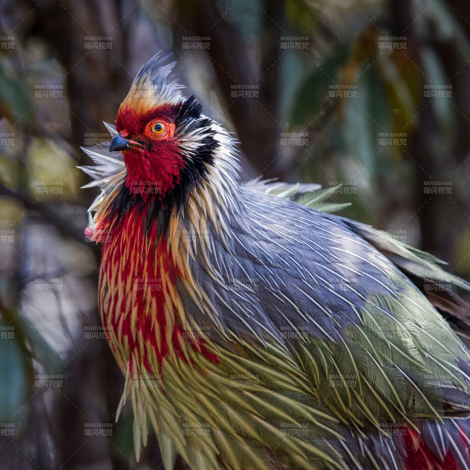 色彩斑斓的雉鸡特写 血稚 云南丽江老君山图片