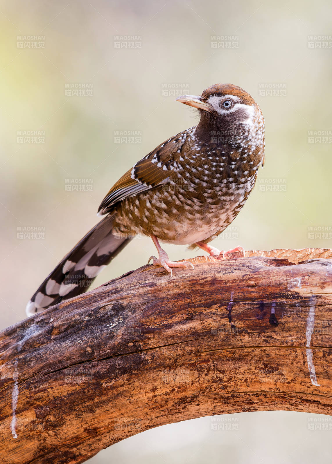 斑点鸟栖息于木枝上 云南丽江老君山图片