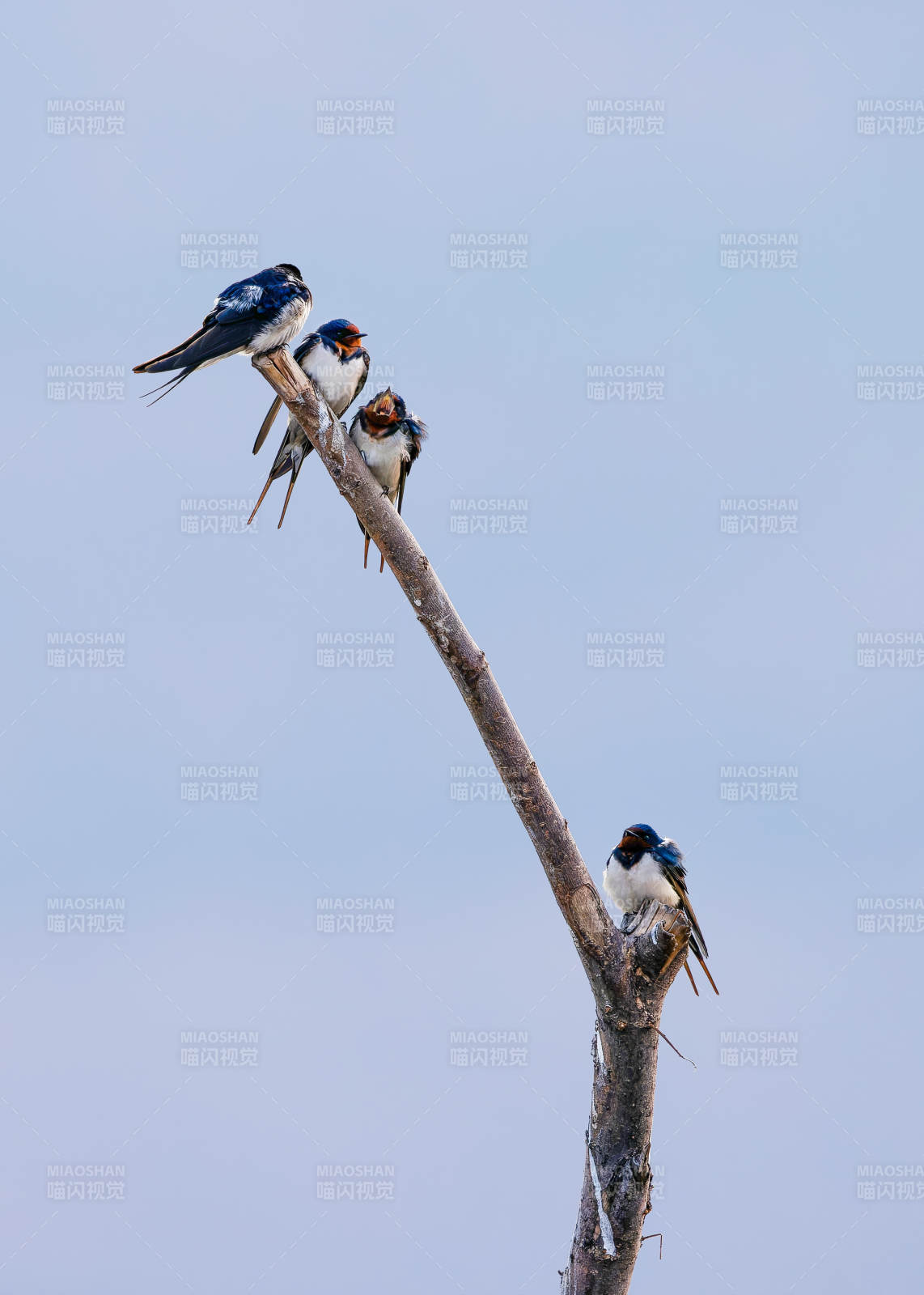 枝头栖息的燕子群图片