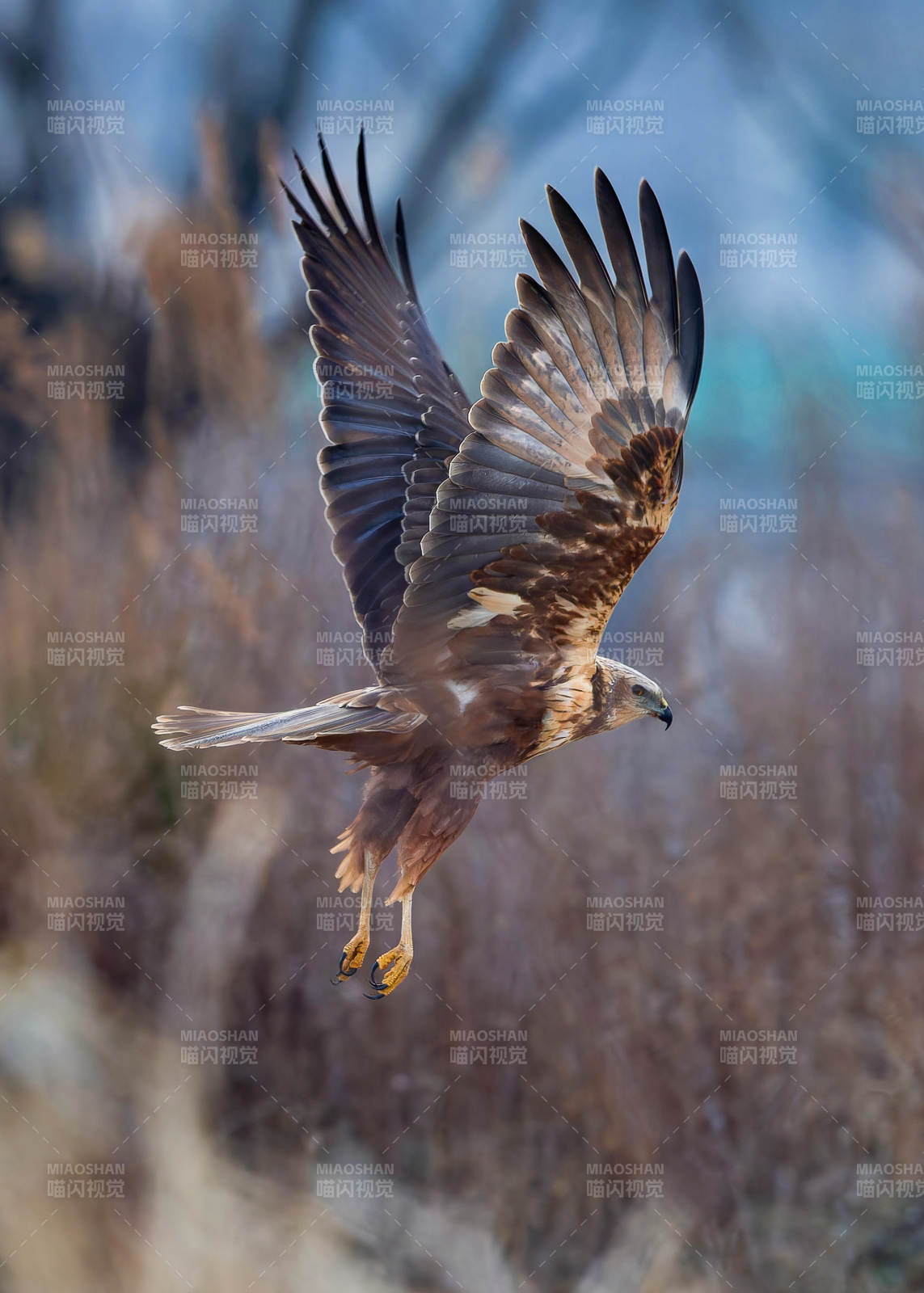翱翔的鹰 自然之美图片