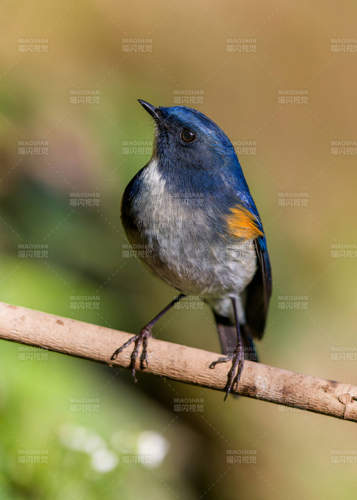 蓝翅鸟栖息枝头 蓝眉林鸲 犀鸟谷图片