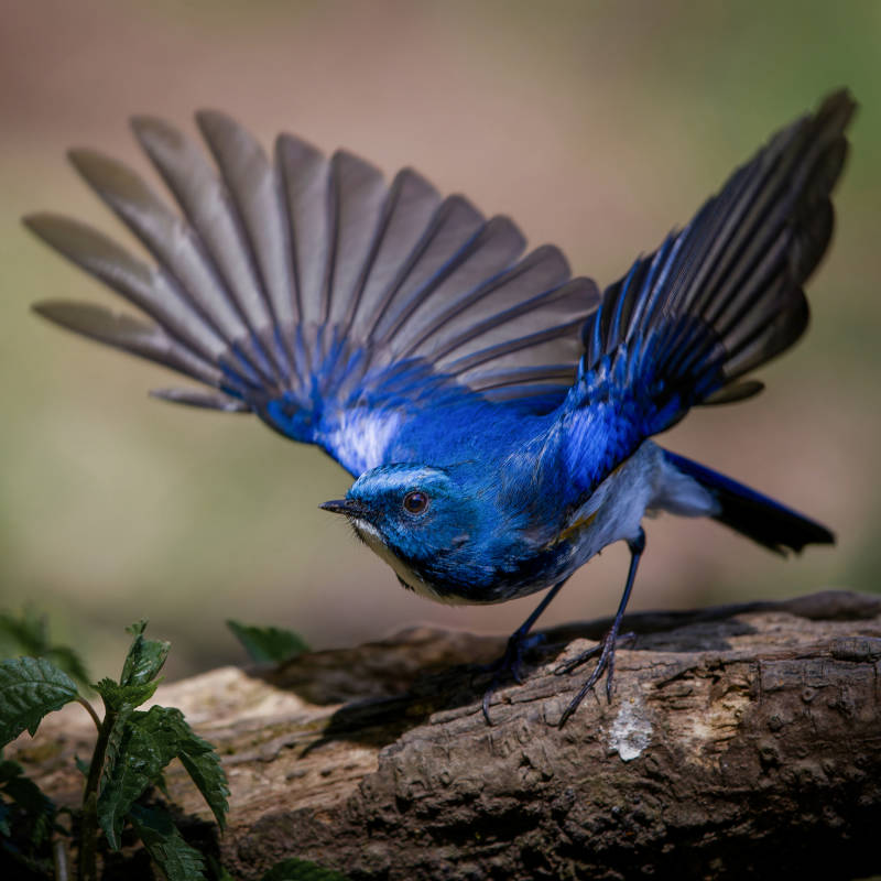 蓝鸟展翅瞬间之美 蓝眉林鸲 犀鸟谷图片