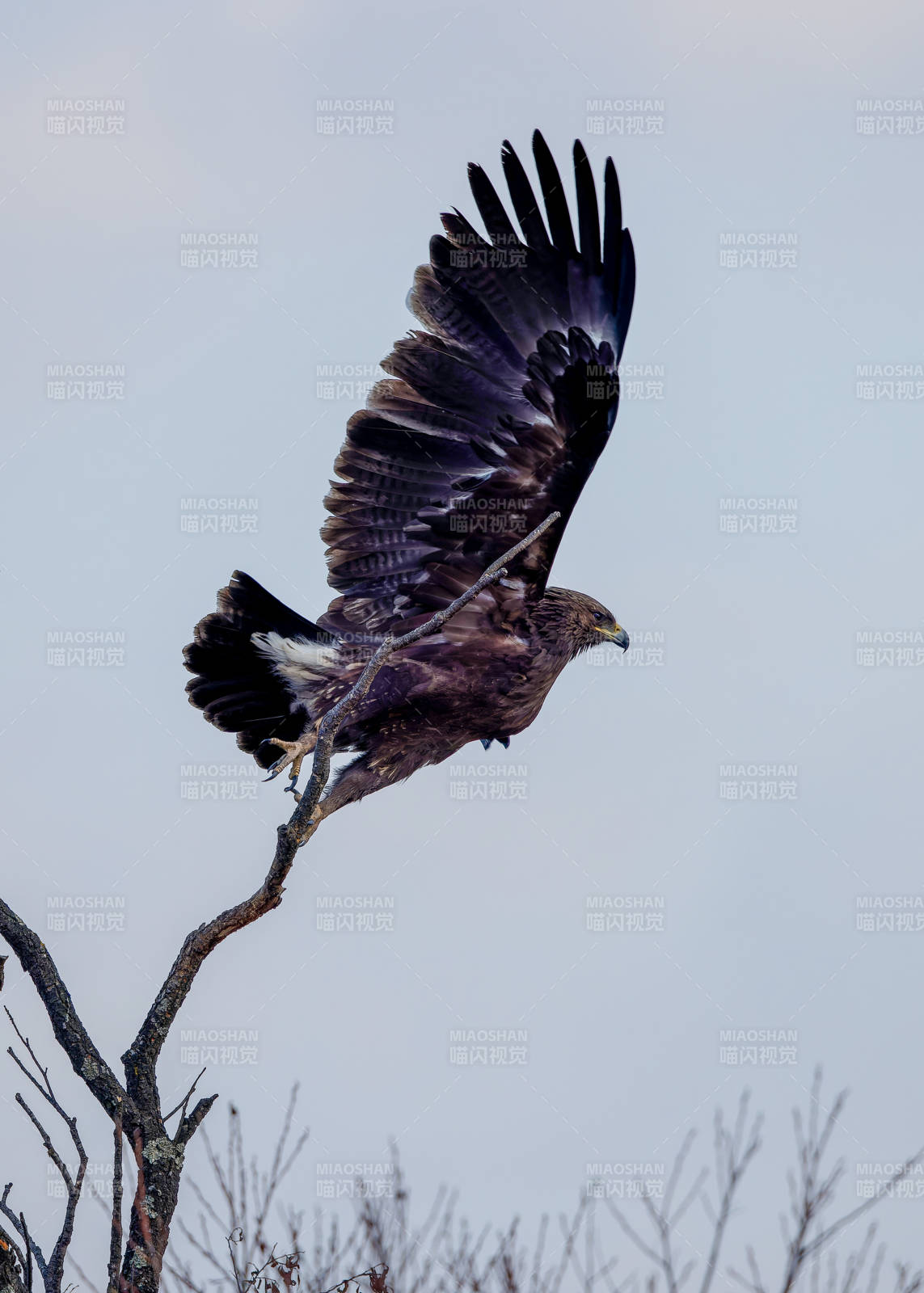 鹰展翅高飞 树枝上起舞图片