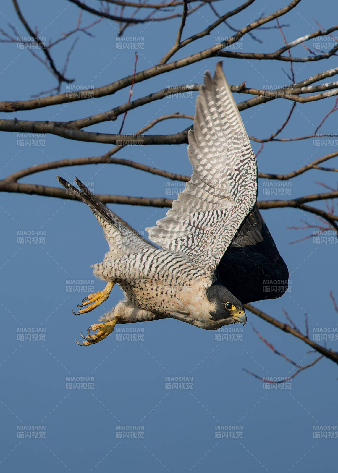 猎鹰展翅飞翔瞬间 游隼 云南大理剑湖图片