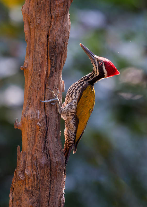 啄木鸟攀树瞬间图片