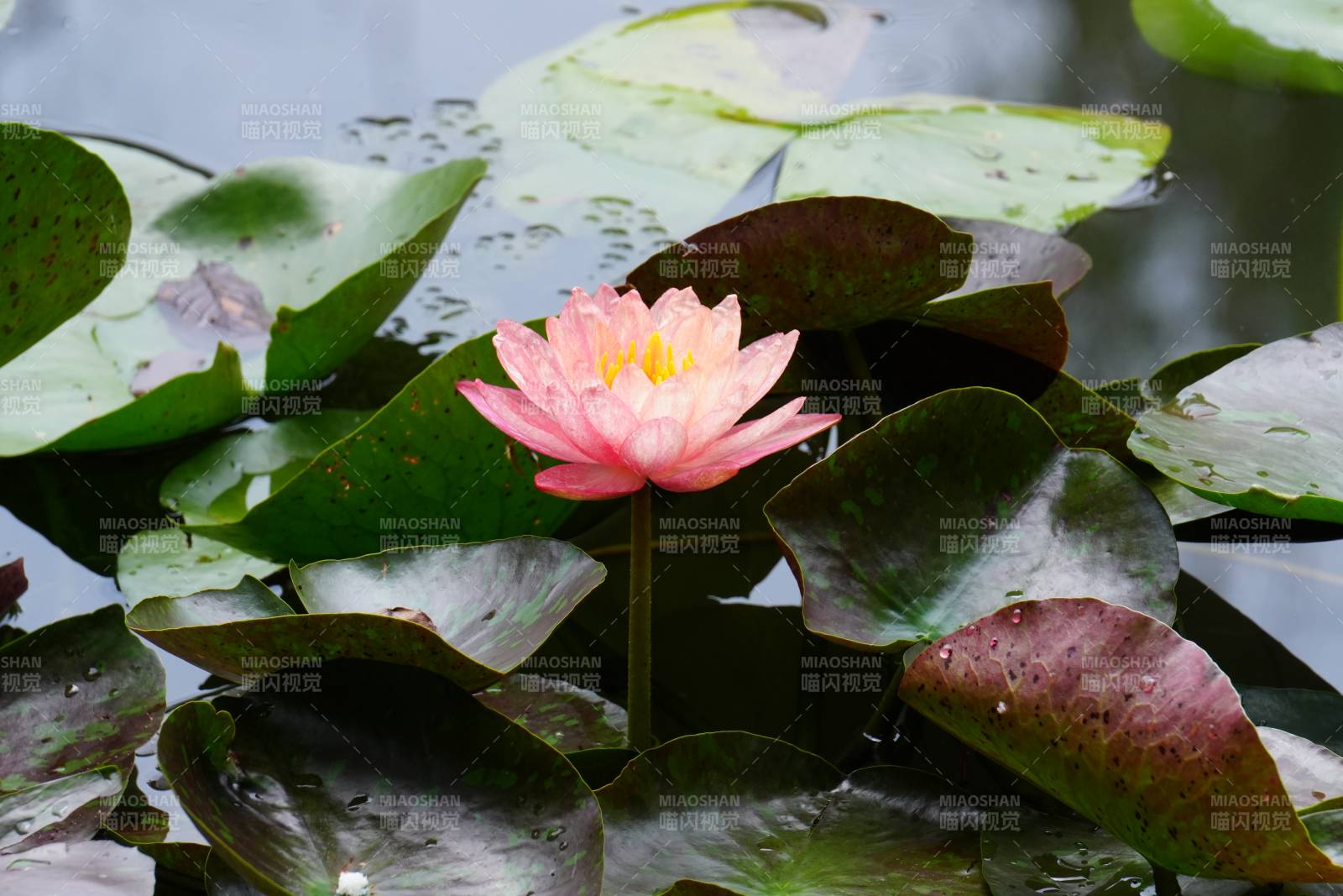 池塘中的粉色莲花图片