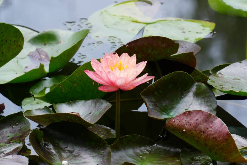 池塘中的粉色莲花图片
