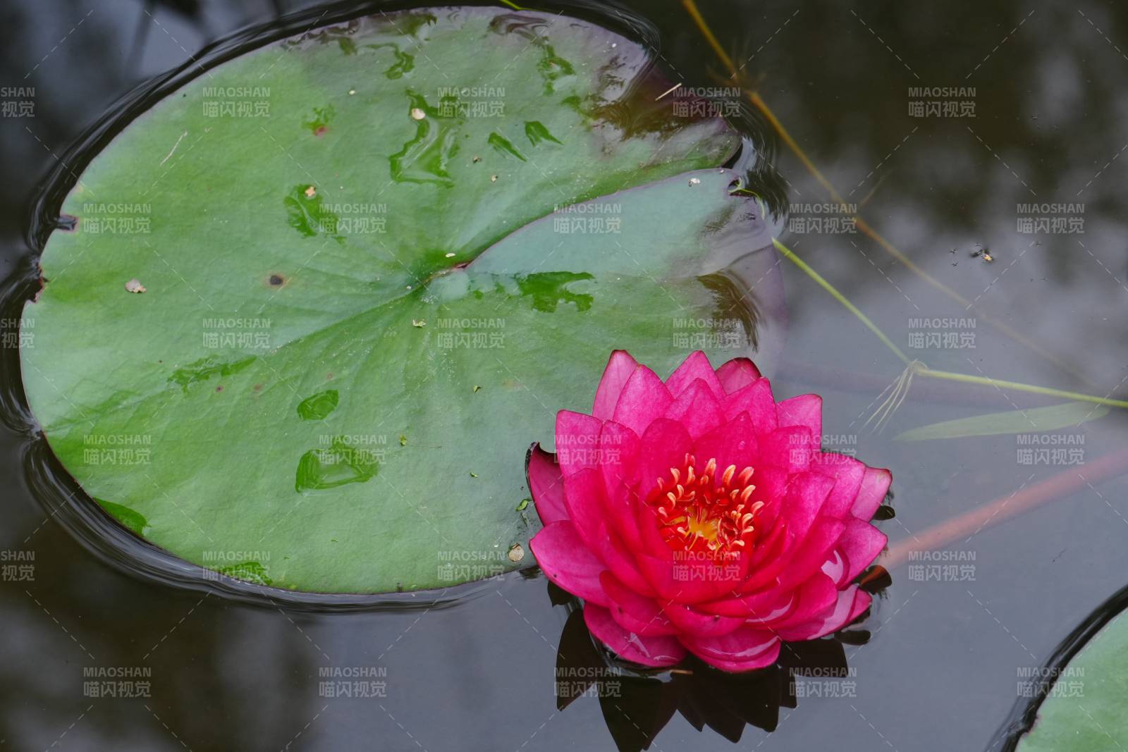 池塘中的粉红睡莲图片