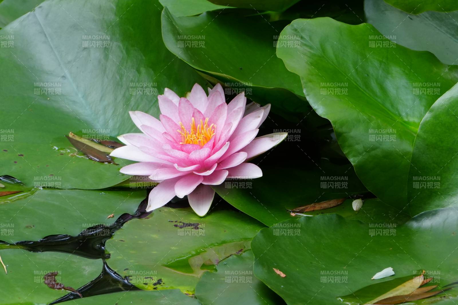 池塘中的粉色莲花图片