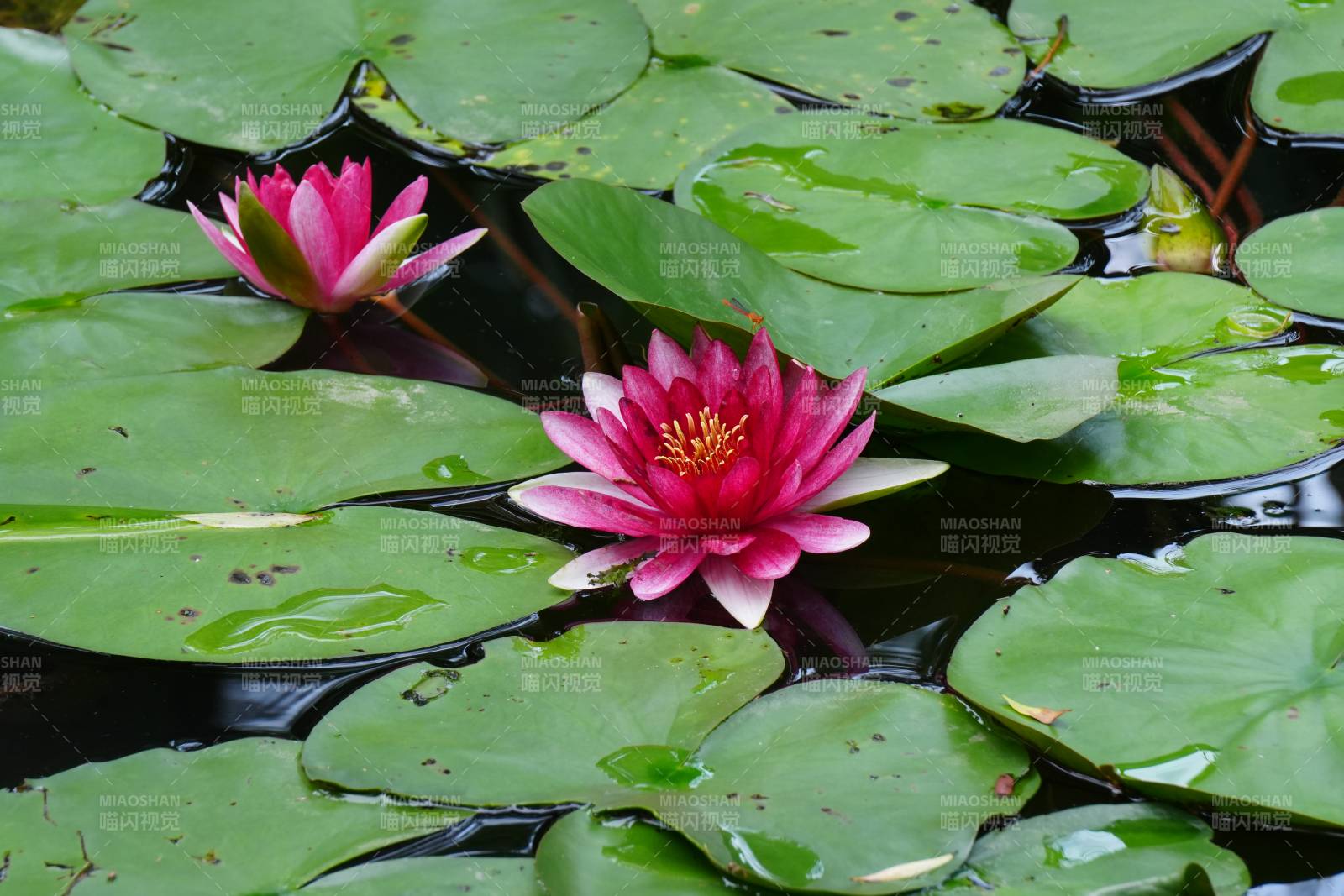 池塘中的睡莲盛开图片