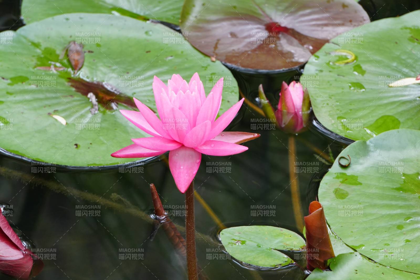 池塘中的粉色莲花图片