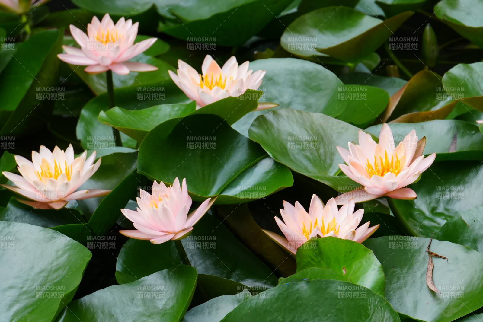 粉色睡莲静谧绽放图片