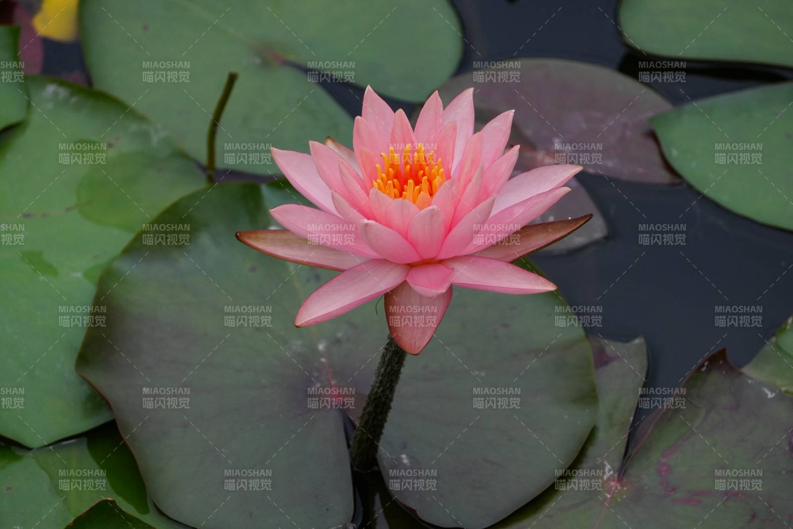 池塘中的粉色莲花图片