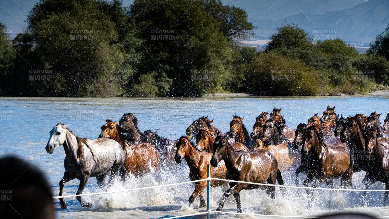 骏马奔腾 水花四溅图片