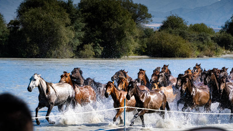 骏马奔腾 水花四溅图片