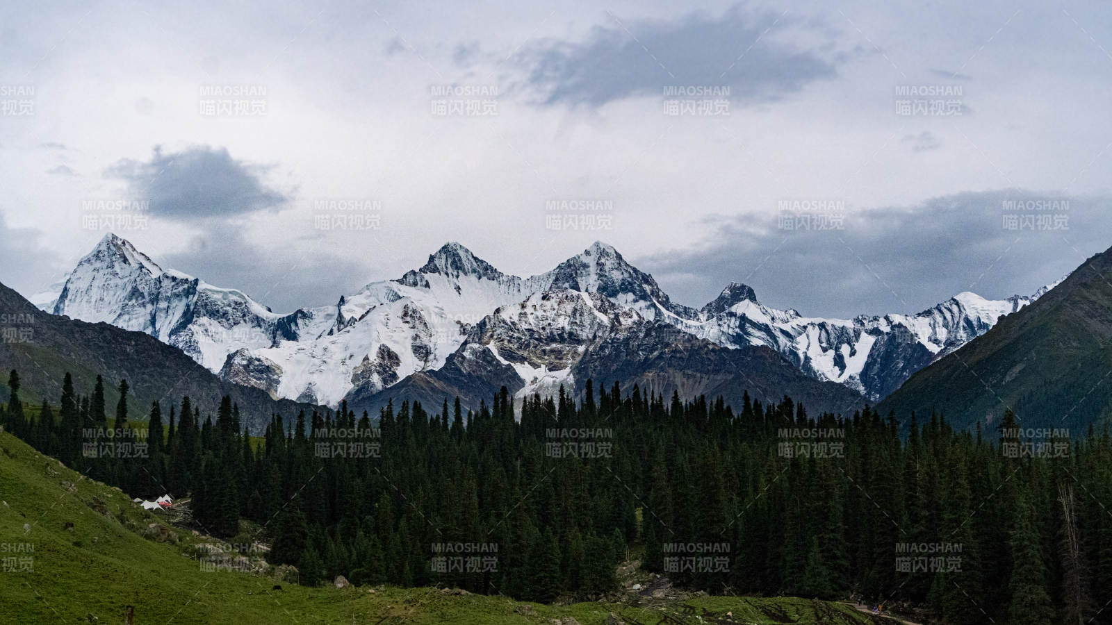 新疆夏塔 雪山森林 自然之美图片