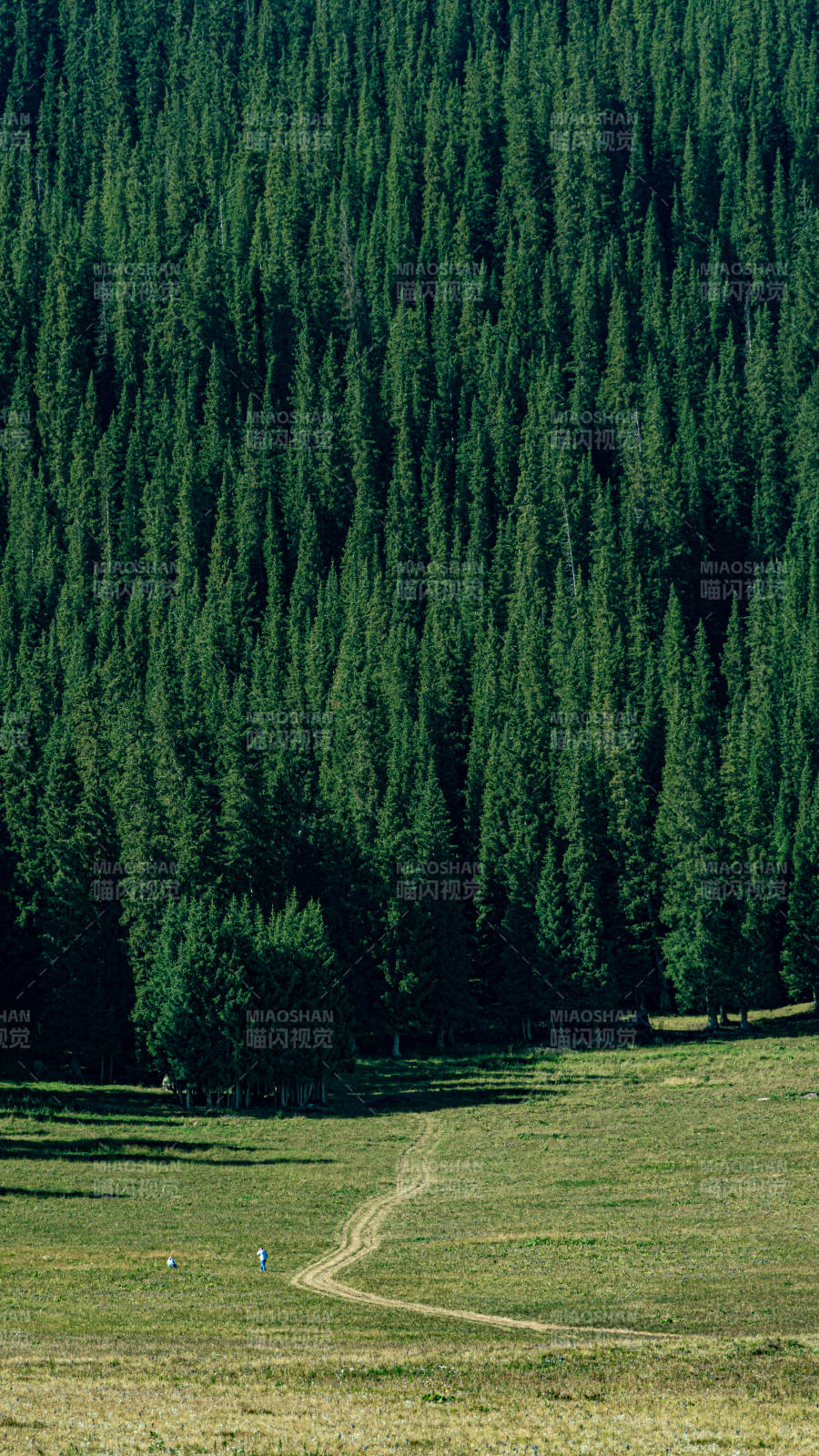 赛里木湖的森林与草地的宁静之美图片