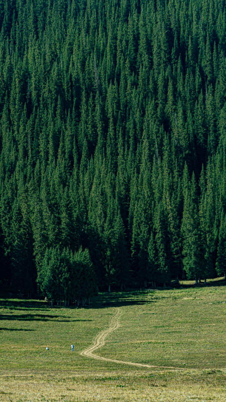 赛里木湖的森林与草地的宁静之美图片