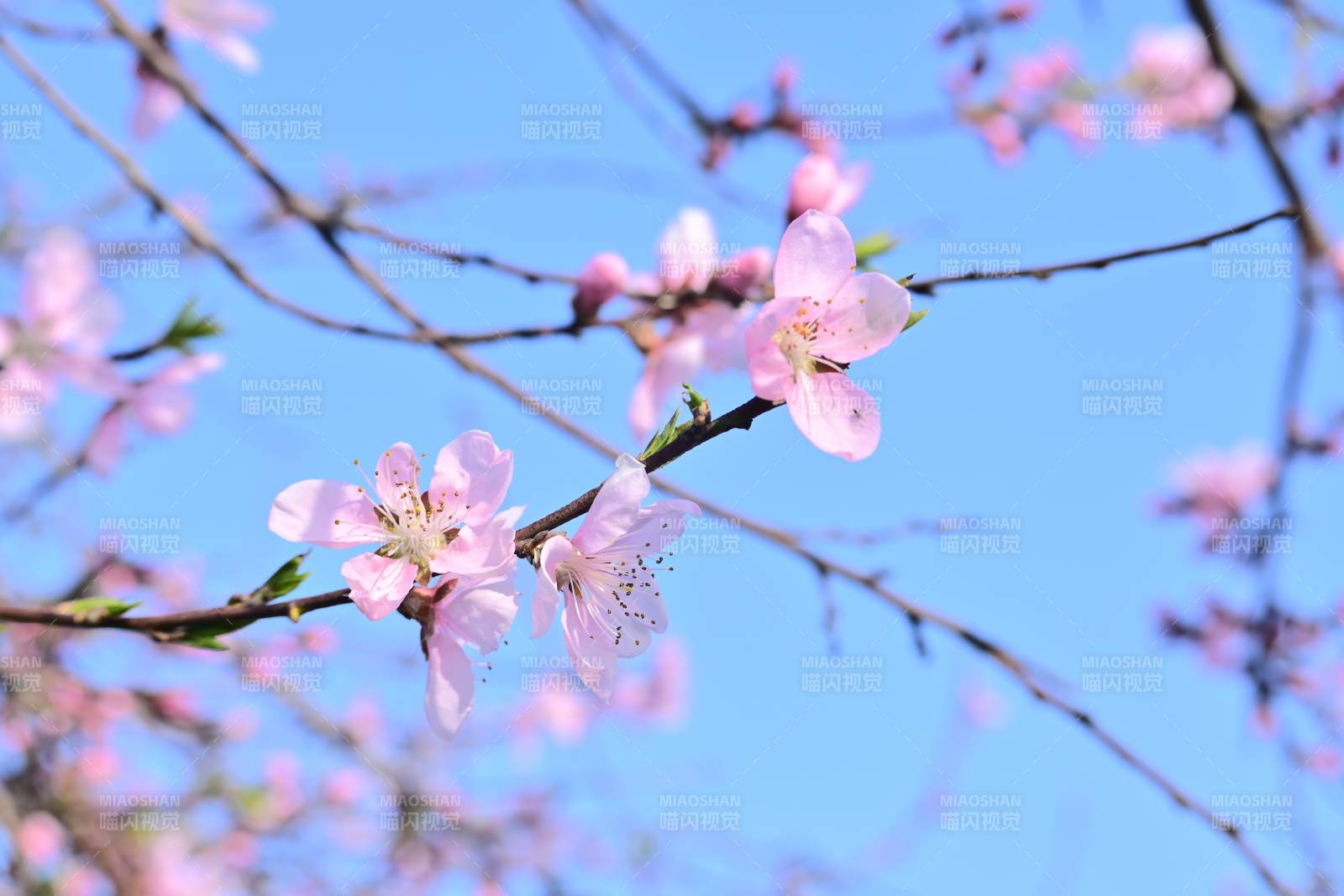 春日桃花绽放枝头图片