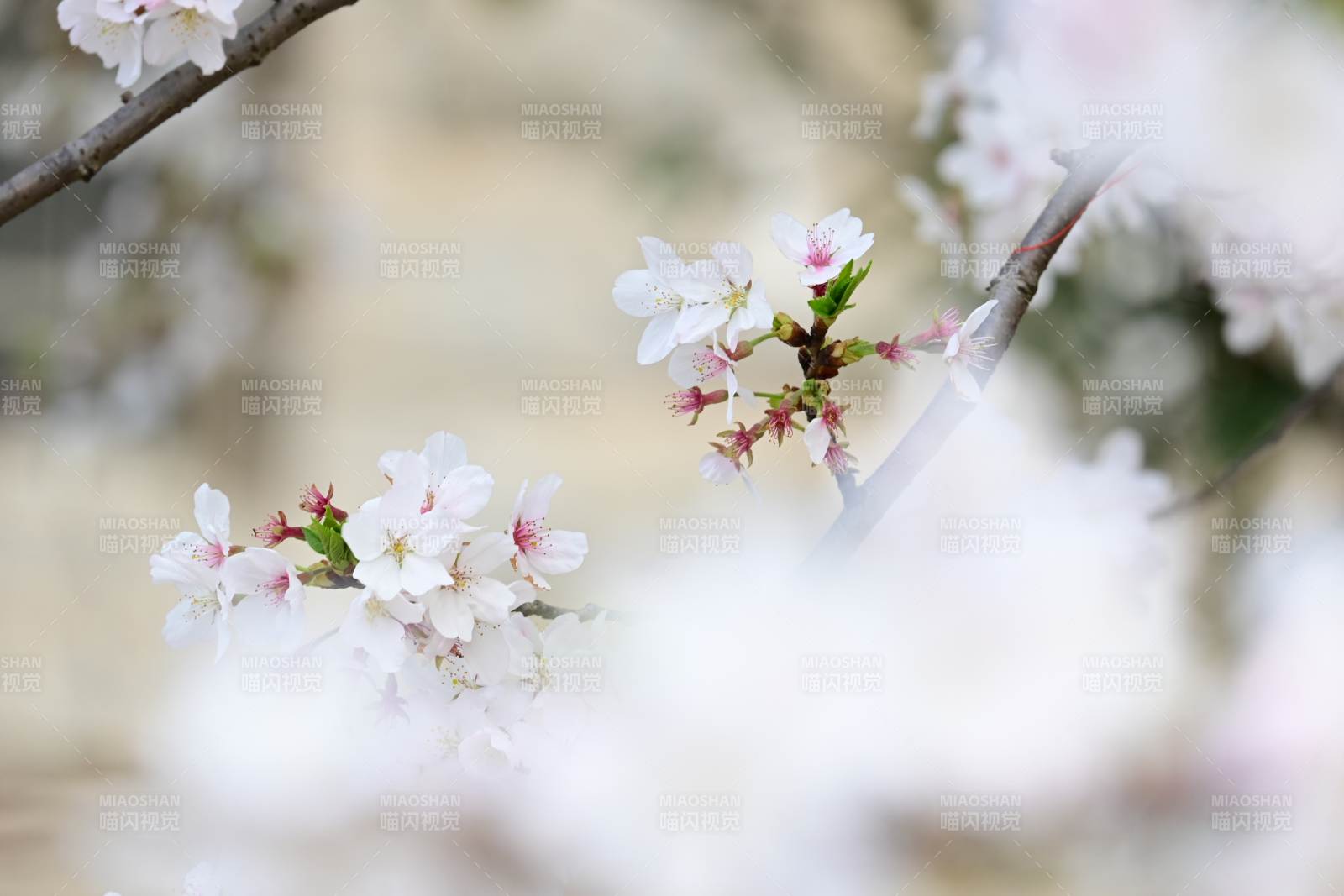春日樱花绽放枝头图片