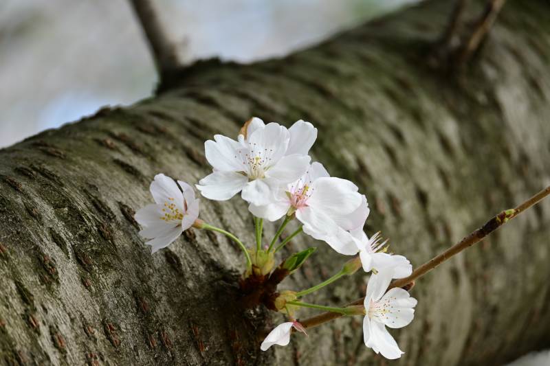 樱花枝头绽放春意浓图片