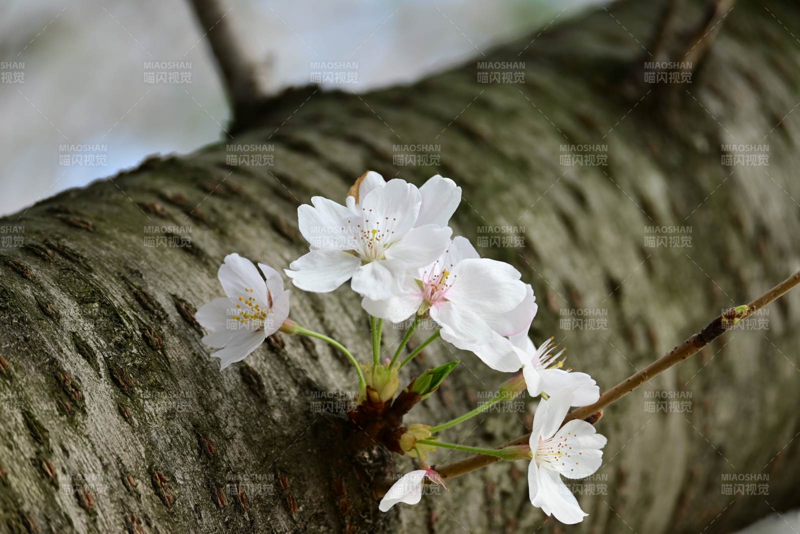 樱花枝头绽放春意浓图片