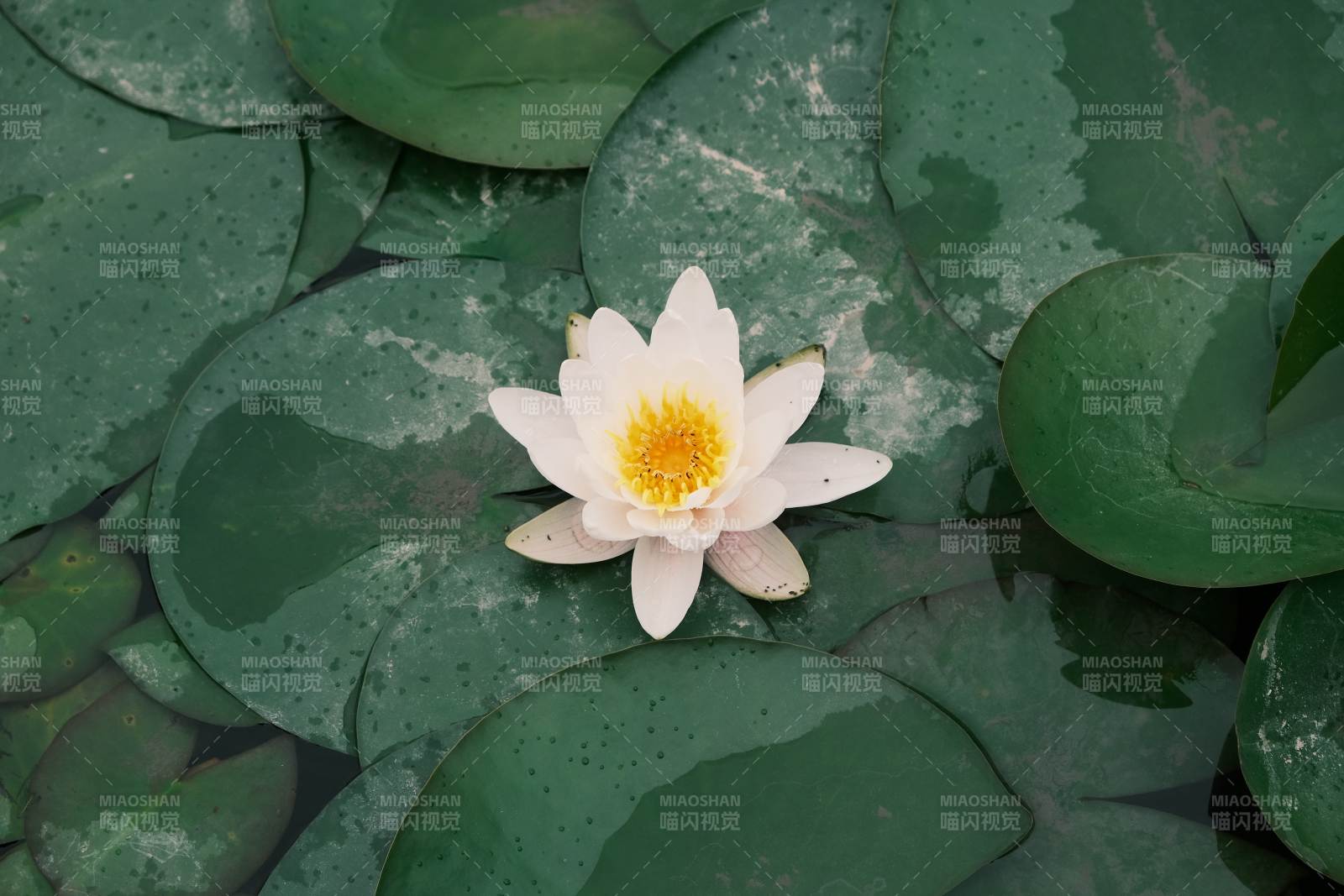 池塘中的白色睡莲图片