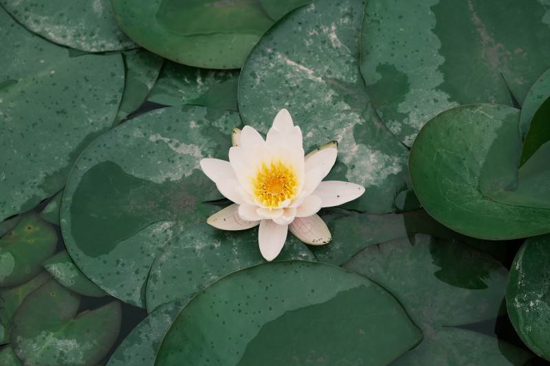 池塘中的白色睡莲图片