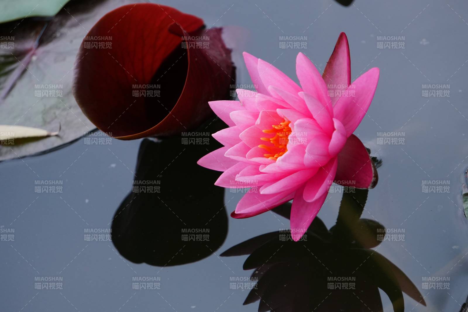 池中粉莲与红苞倒影图片